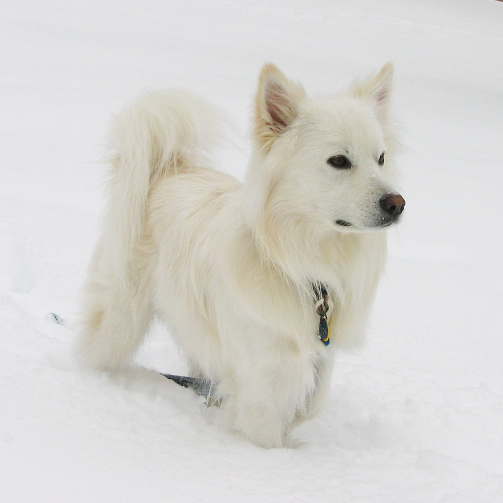 American Eskimo Dog Pedigree Database