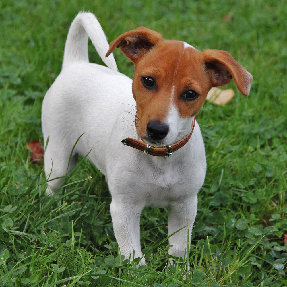 Jack Russell Terrier Pedigree Database