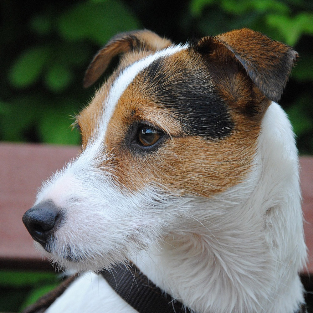 Parson Russell Terrier Pedigree Database