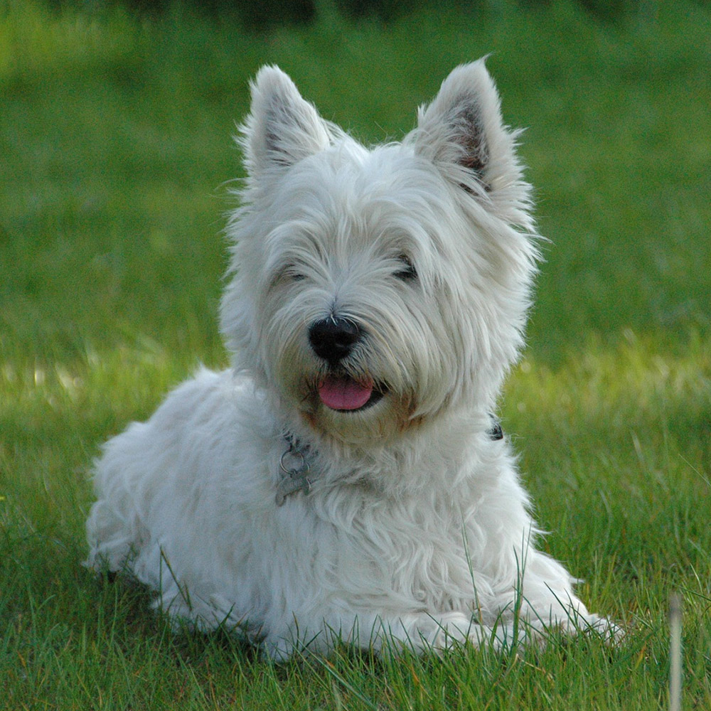 West Highland White Terrier Pedigree Database